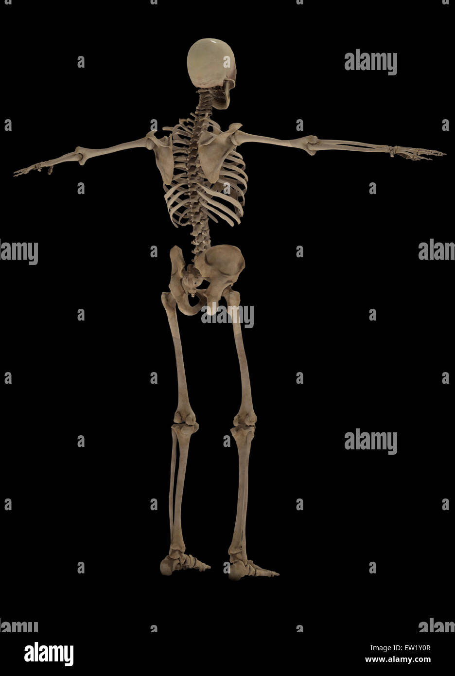 3D rendering di umana sistema scheletrico, in vista posteriore Foto Stock