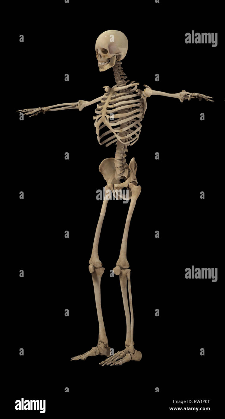 3D rendering di umana sistema scheletrico, vista laterale. Foto Stock