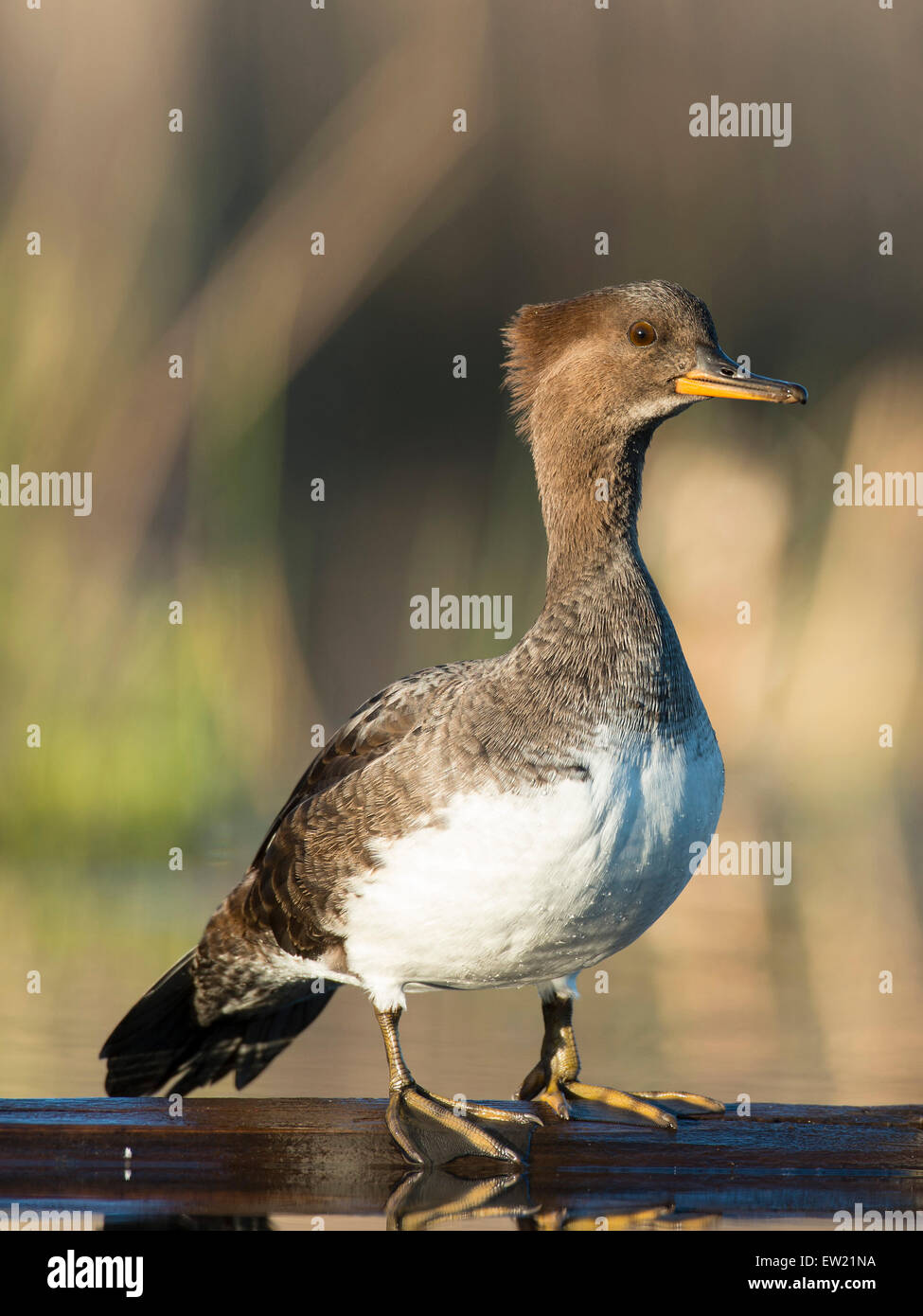 Mergansers incappucciati in primavera in Minnesota Foto Stock