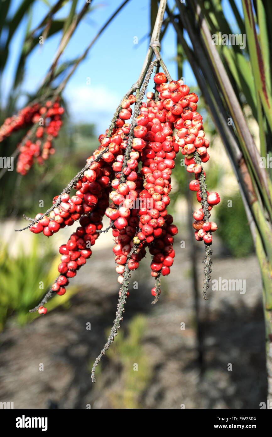 Petiolaris Cordyline o noto come ampia lasciava Palm Lily frutti Foto Stock