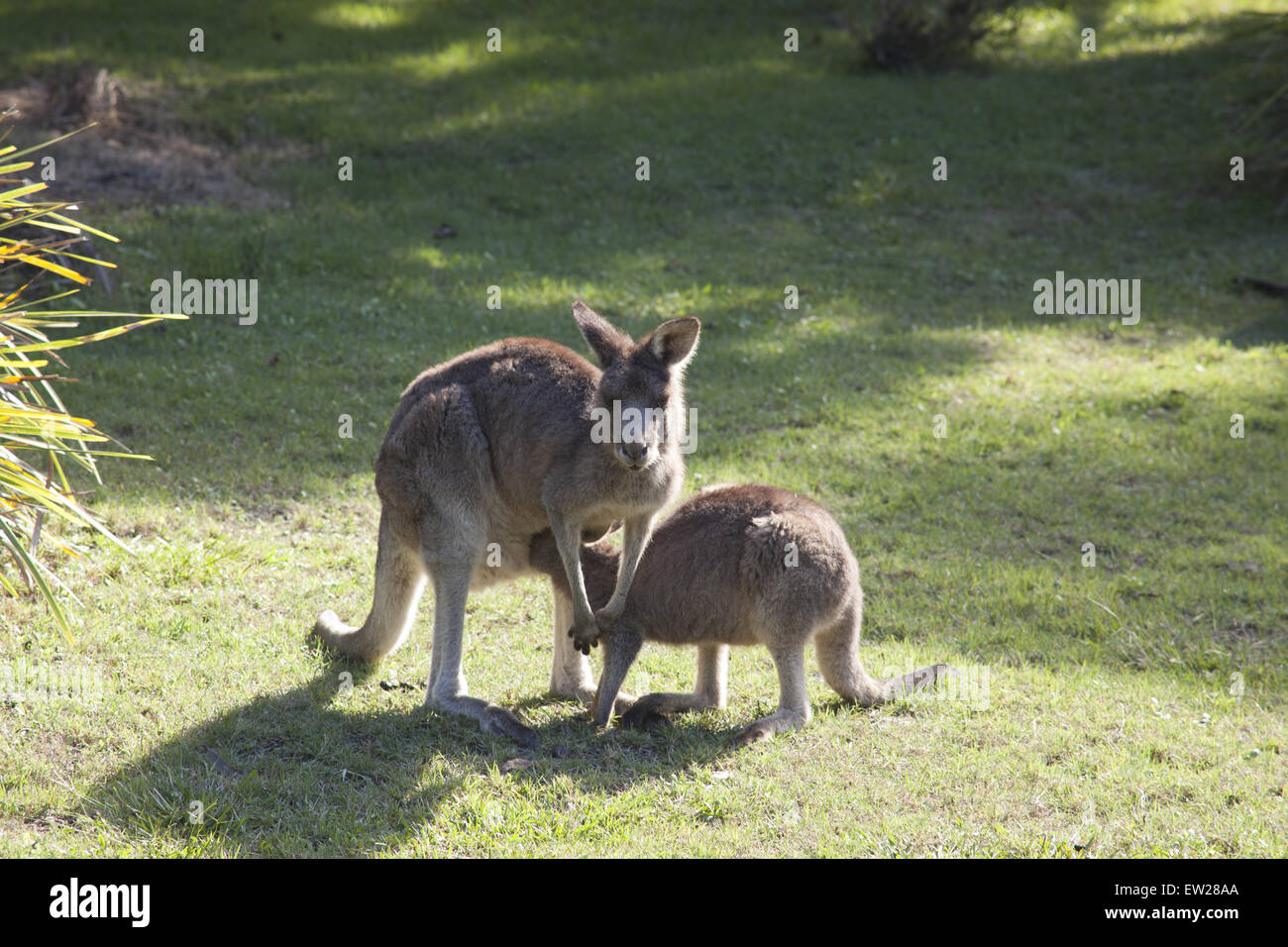 Madre kangaroo lattante joey Foto Stock