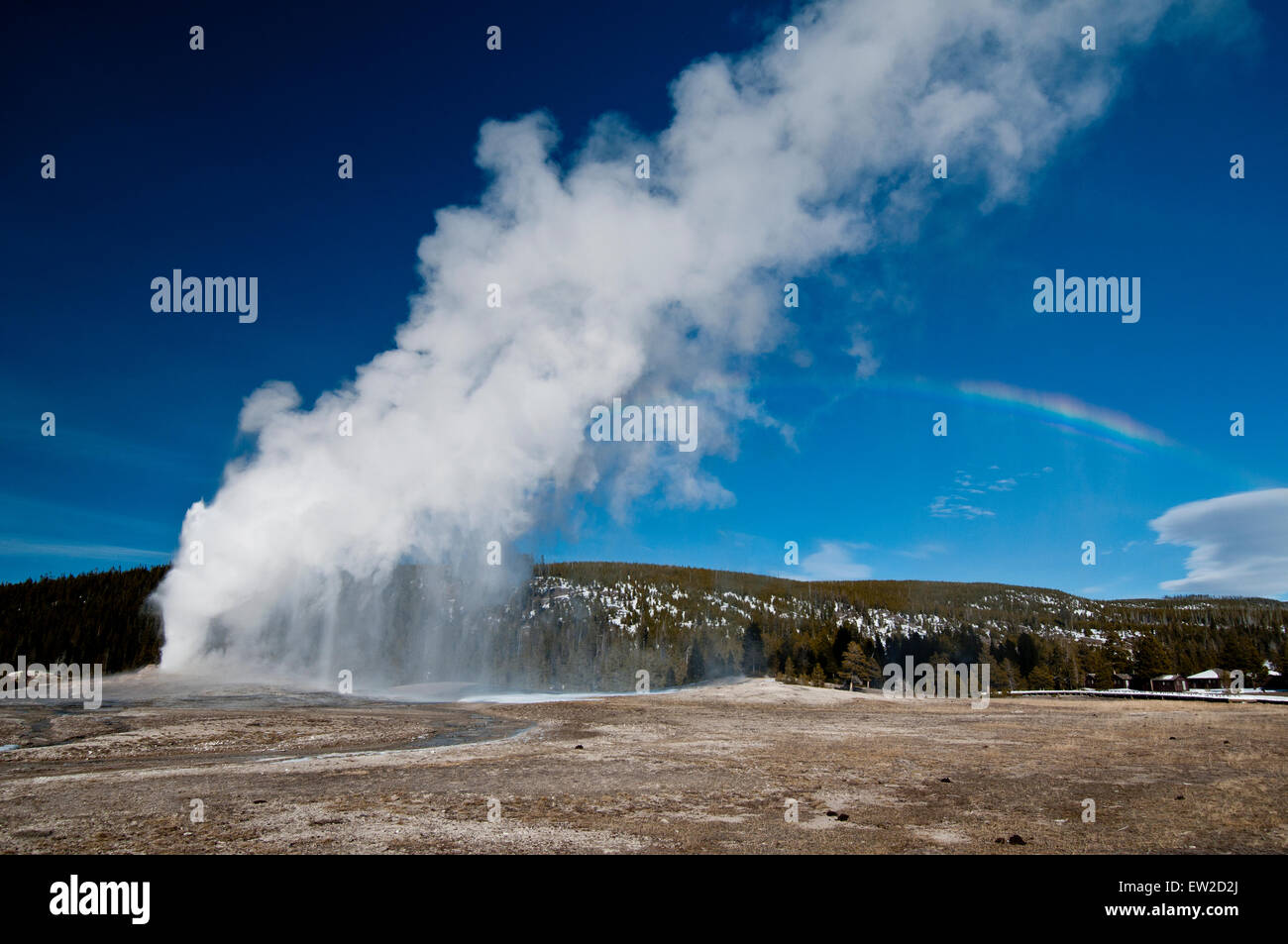 Geyser Old Faithful eruttando nel Parco Nazionale di Yellowstone, WY Foto Stock