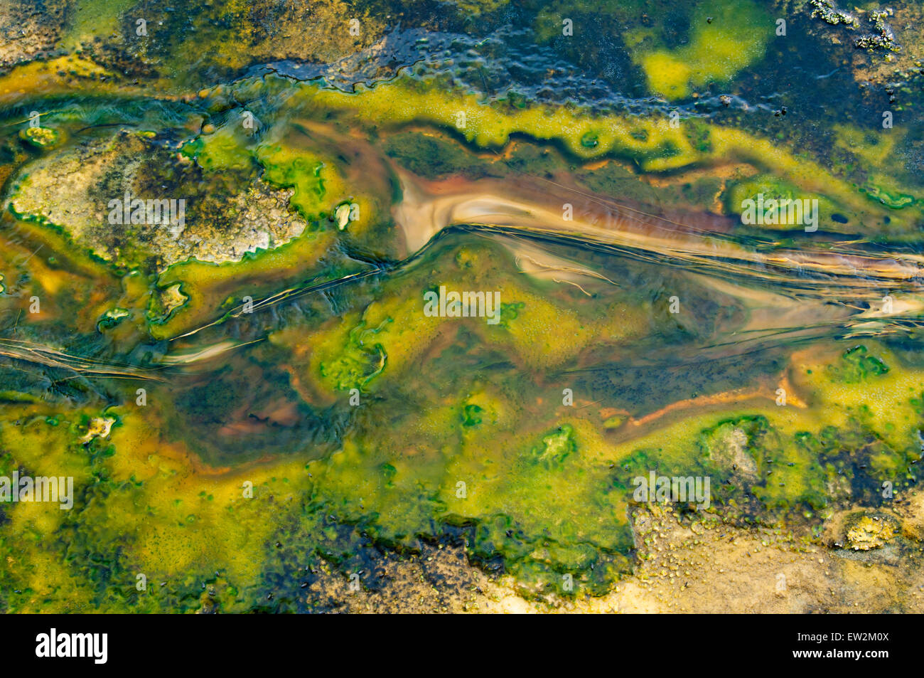 Alghe e batteri termofili stuoie nelle sorgenti calde nel Upper Geyser Basin nel Parco Nazionale di Yellowstone WY Foto Stock