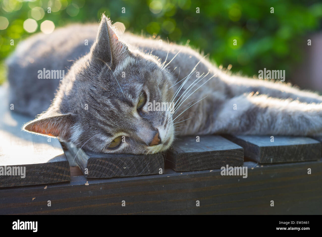 Giocoso gatto domestico giacente su un lato su un nero panca in legno guardando verso il basso. Girato in esterni con molto leggera profondità di campo a. Foto Stock