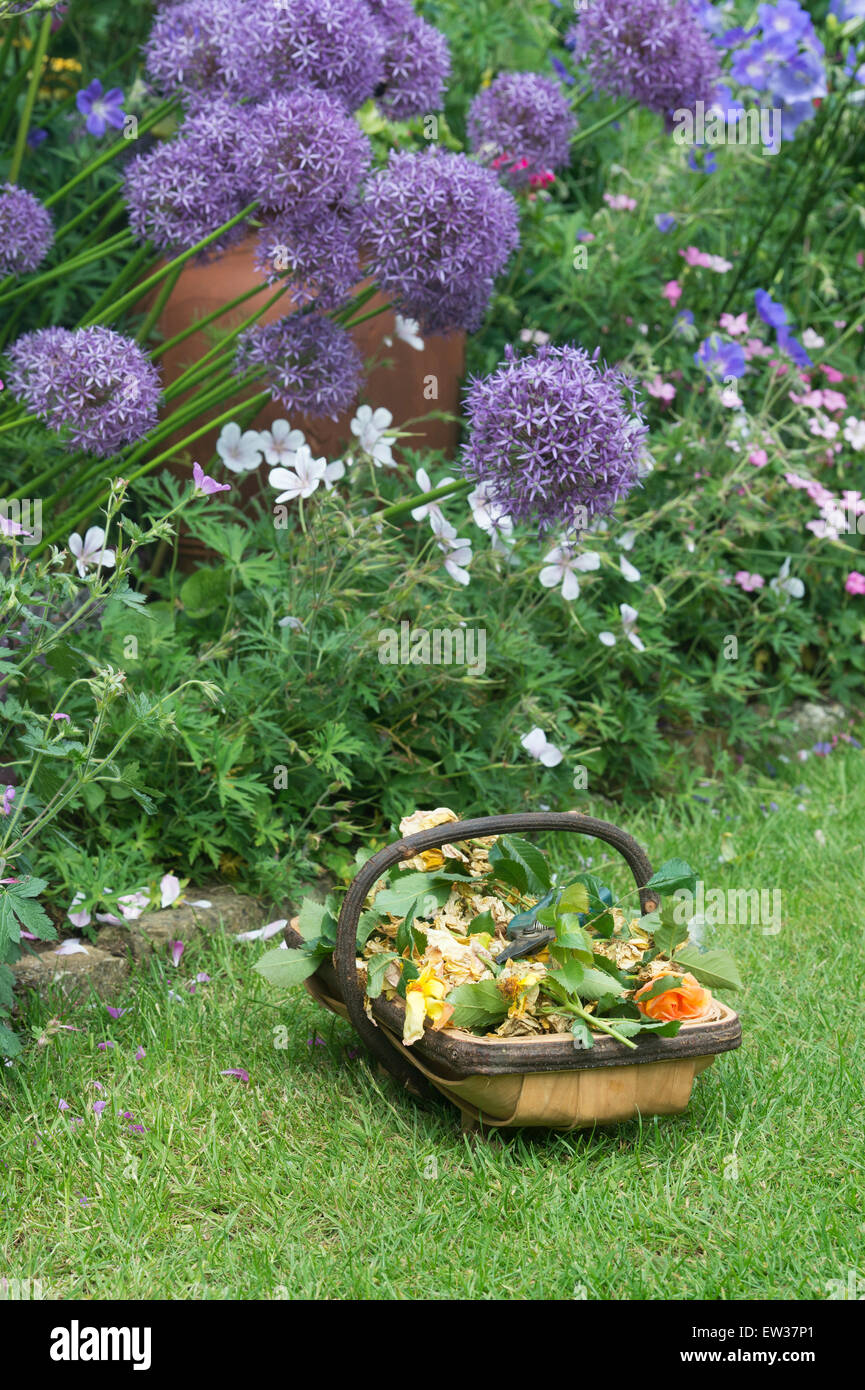 Punto morto fiori con secateurs in un trug in legno in un giardino inglese Foto Stock