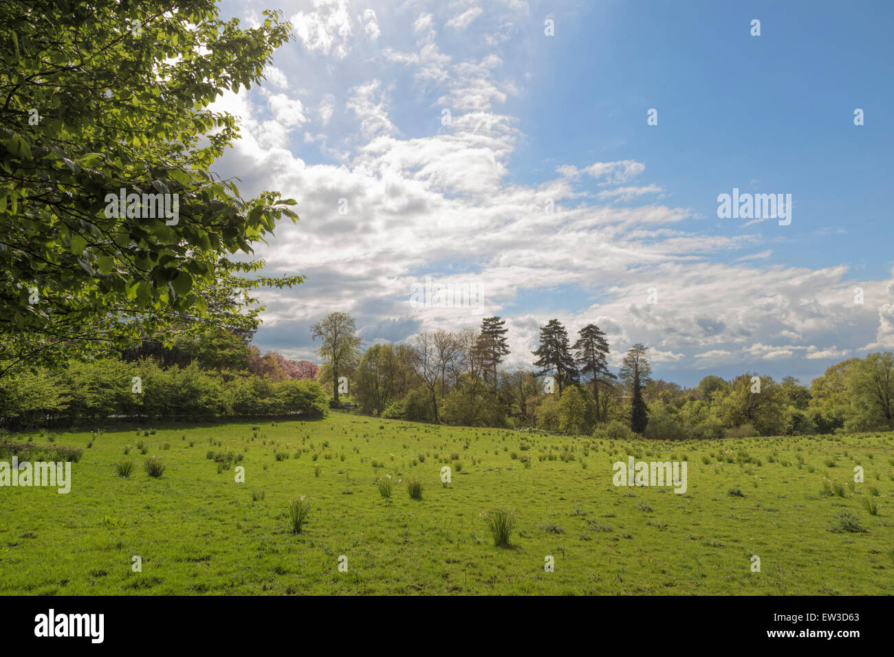 Panorama da Clandon Park, nel West Clandon, appena al di fuori di Guildford, Surrey, Inghilterra sud-orientale, nel Regno Unito. Foto Stock