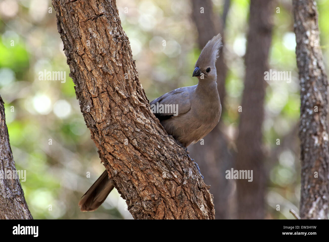 Grigio Go-away-bird (Corythaixoides concolor) adulto, appollaiato sul ramo, Kruger N.P., grande Transfrontaliero Limpopo Park, Sud Africa, Novembre Foto Stock