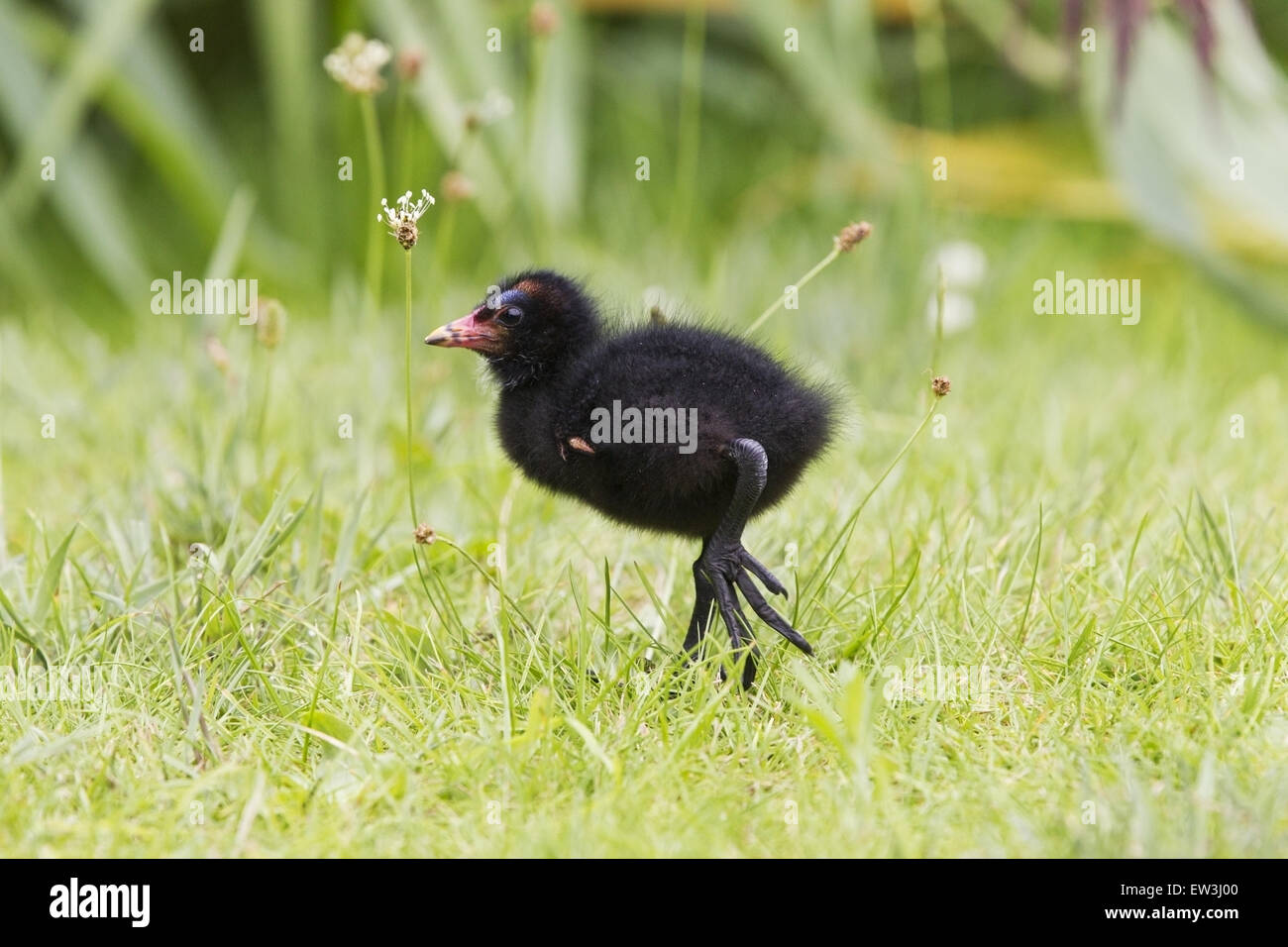 Comune (Moorhen Gallinula chloropus) pulcino, camminando su erba, Inghilterra, Agosto Foto Stock