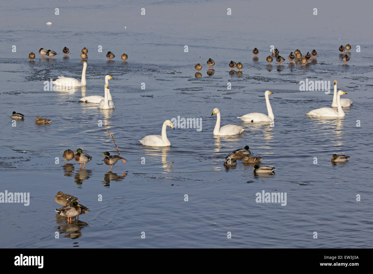 Whooper Swan (Cygnus cygnus) e Mallard Duck (Anas platyrhynchos) gregge misti, nuoto e in piedi sul ghiaccio, Welney W.W.T., Ouse lavaggi, Norfolk, Inghilterra, Gennaio Foto Stock