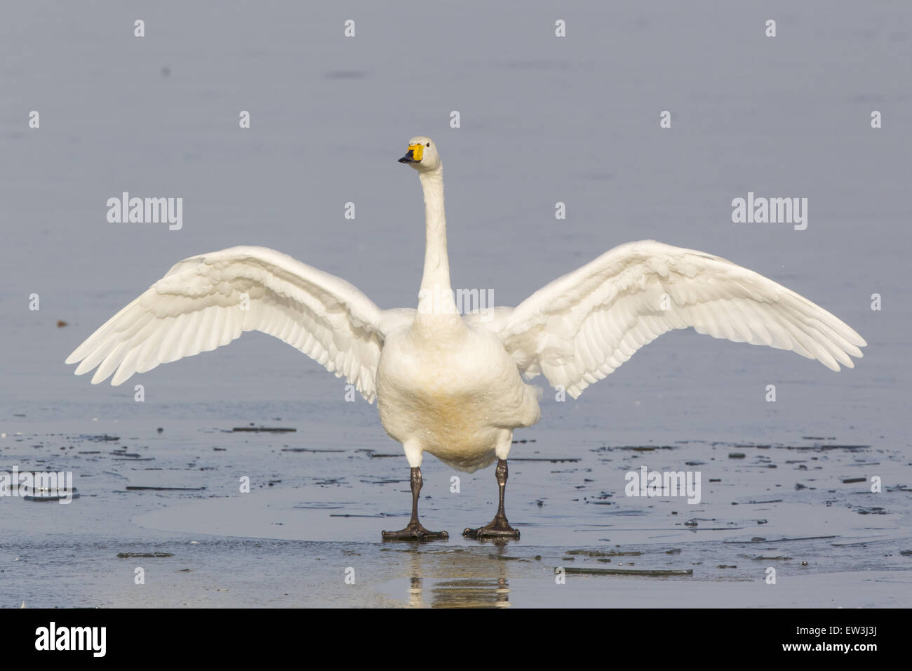 Whooper Swan (Cygnus cygnus) adulto, con ali stese, in piedi sul ghiaccio, Welney W.W.T., Ouse lavaggi, Norfolk, Inghilterra, Gennaio Foto Stock