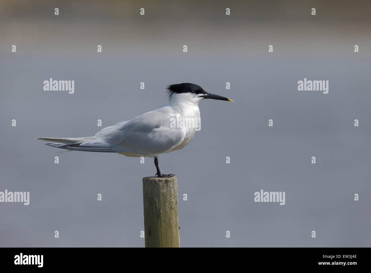 Sandwich Tern (Sterna sandvicensis) adulto, allevamento del piumaggio, in piedi sul post, Dorset, Inghilterra, può Foto Stock Sandwich Tern (Sterna sandvicensis) adulto, allevamento del piumaggio, in piedi sul post, Dorset, Inghilterra, può Foto Stock