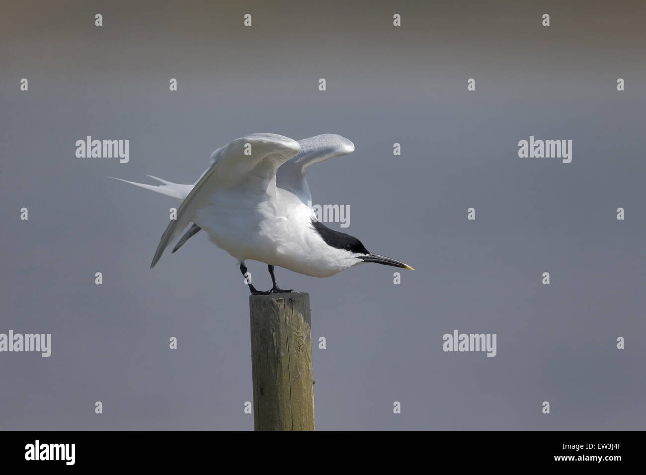 Sandwich Tern (Sterna sandvicensis) adulto, allevamento del piumaggio, stretching ali, in piedi sul post, Dorset, Inghilterra, può Foto Stock Sandwich Tern (Sterna sandvicensis) adulto, allevamento del piumaggio, stretching ali, in piedi sul post, Dorset, Inghilterra, può Foto Stock