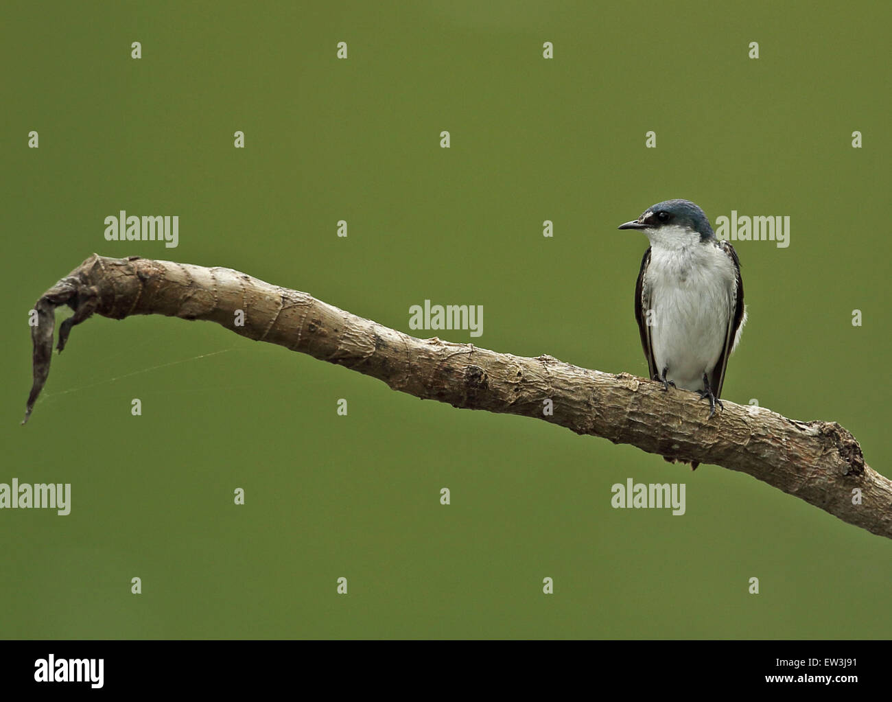 Mangrove Swallow (Tachycineta albilinea) adulto, appollaiato sul ramo, Darien, Panama, Aprile Foto Stock