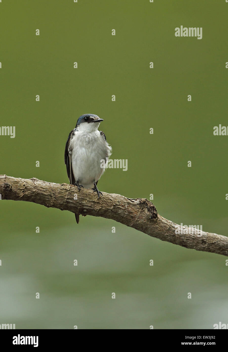 Mangrove Swallow (Tachycineta albilinea) adulto, appollaiato sul ramo, Darien, Panama, Aprile Foto Stock