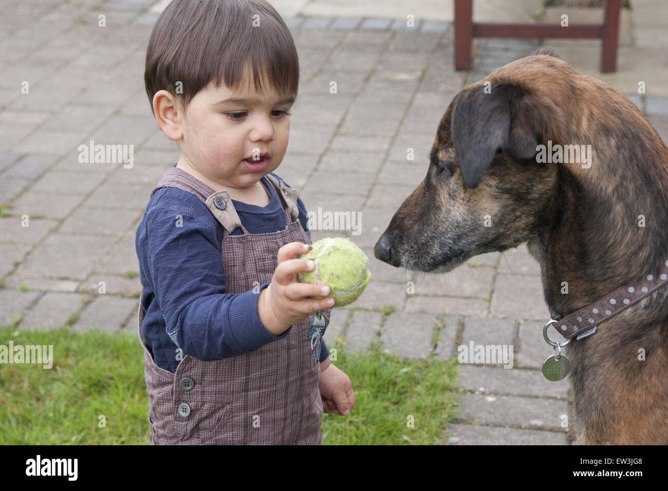 Cane domestico, Lurcher, adulto, giocando con toddler tenendo palla, Inghilterra, Aprile Foto Stock
