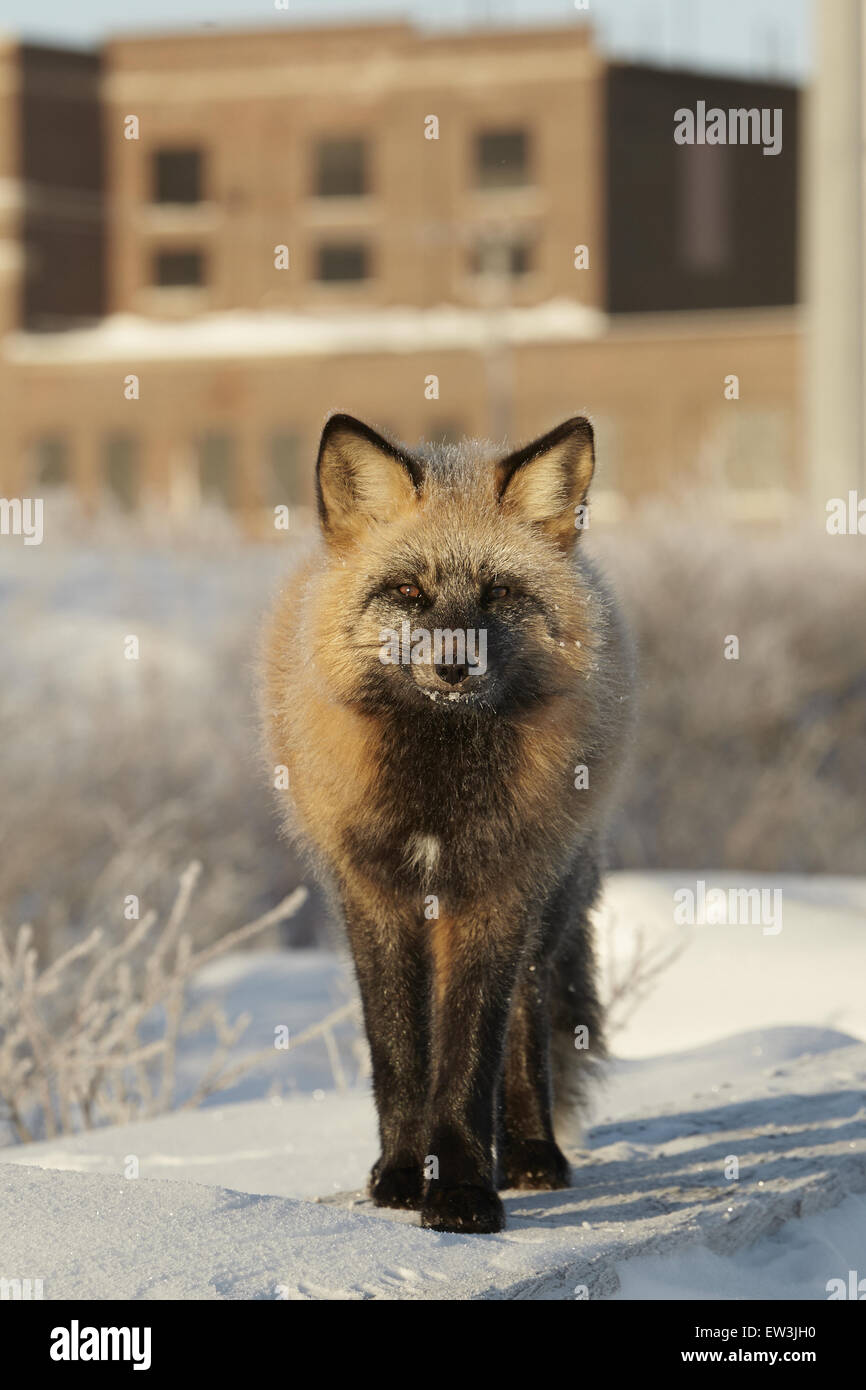 American Red Fox (Vulpes vulpes fulva) 'Cross Fox" in fase di colore, adulto, permanente sulla coperta di neve tavole nella parte anteriore del silo di grano, Foto Stock