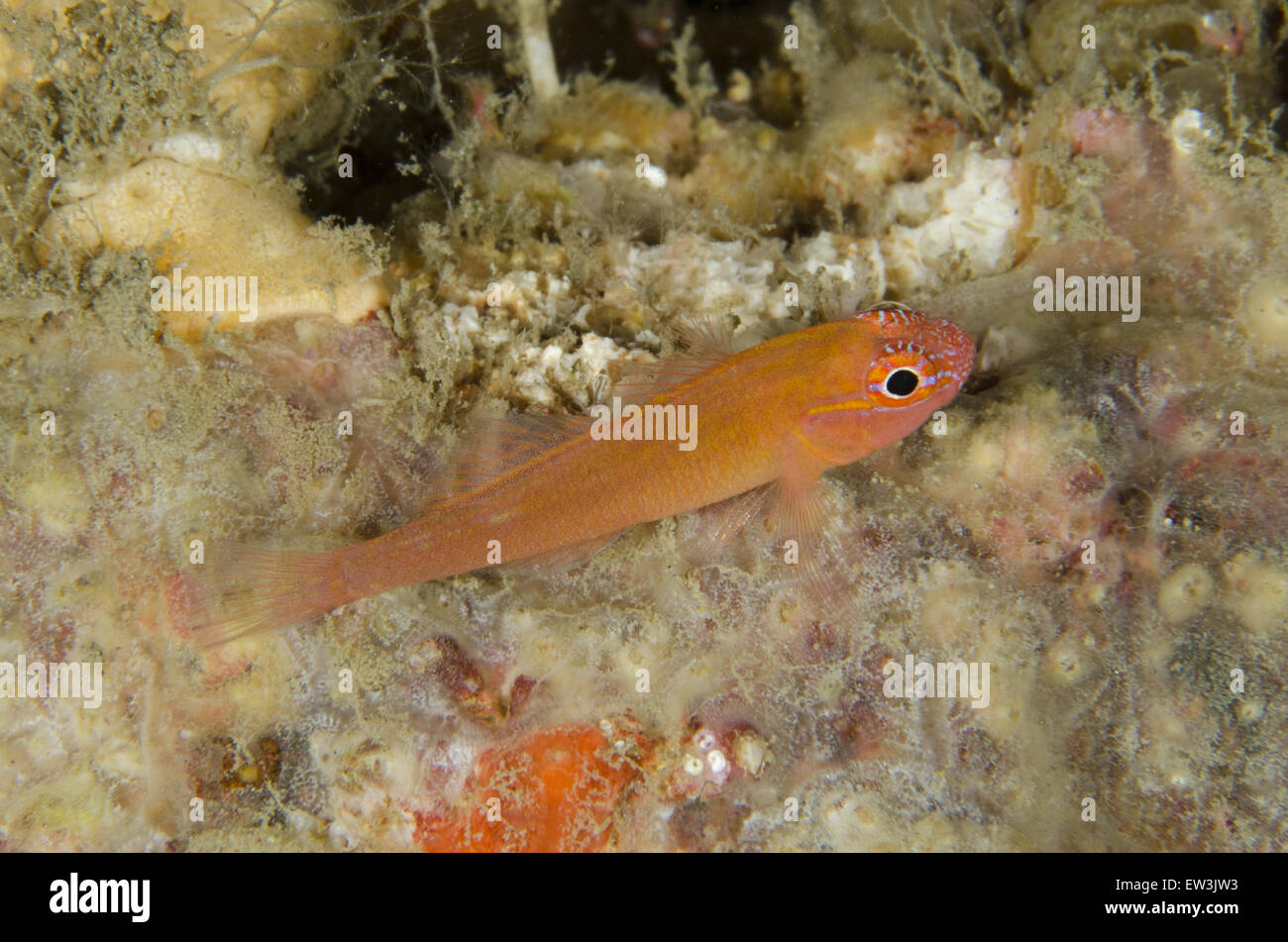 Bloodspot Dwarfgoby (Trimma haimassum) adulto, Jiko Lemang, Lembeh Straits, Sulawesi, maggiore Sunda Islands, Indonesia, Febbraio Foto Stock