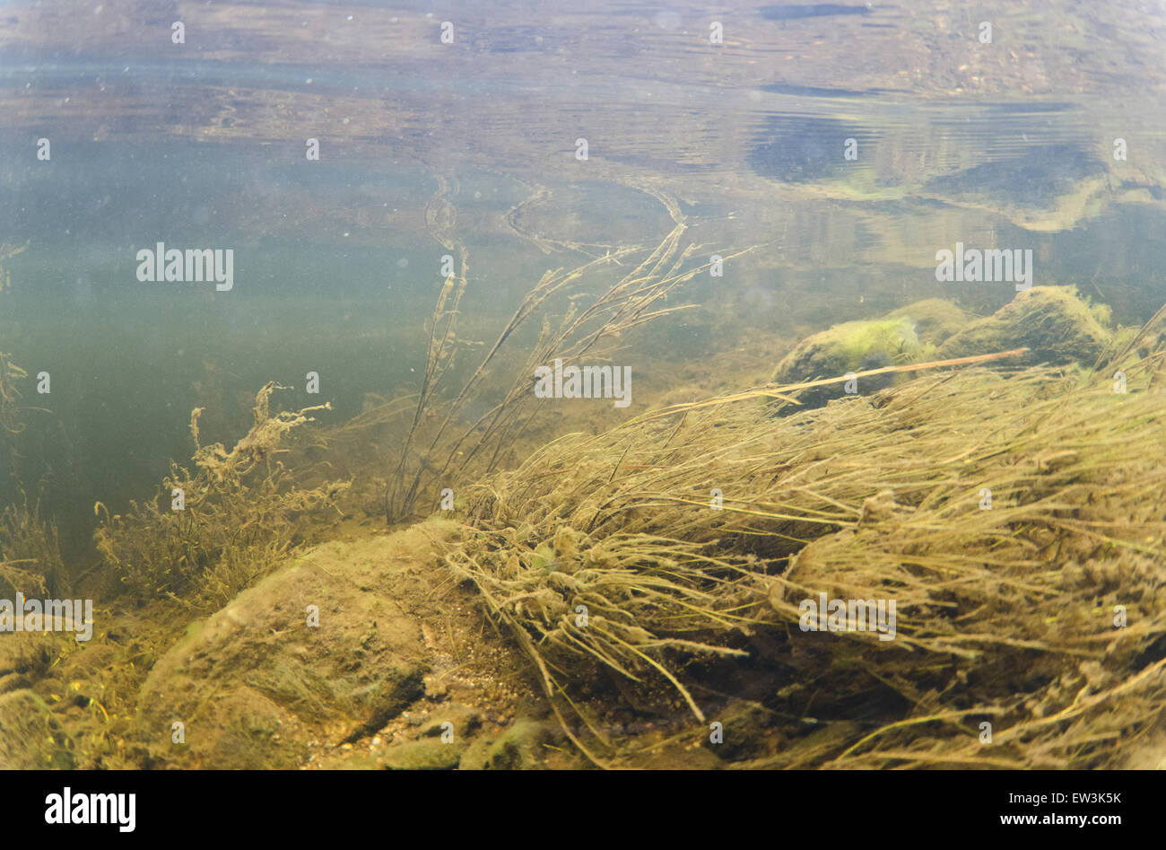 Vista subacquea di piante acquatiche in chiaro a masterizzare che fluisce in acqua dolce loch, Lochindorb, Strathspey, Morayshire, Highlands, Scozia, Marzo Foto Stock