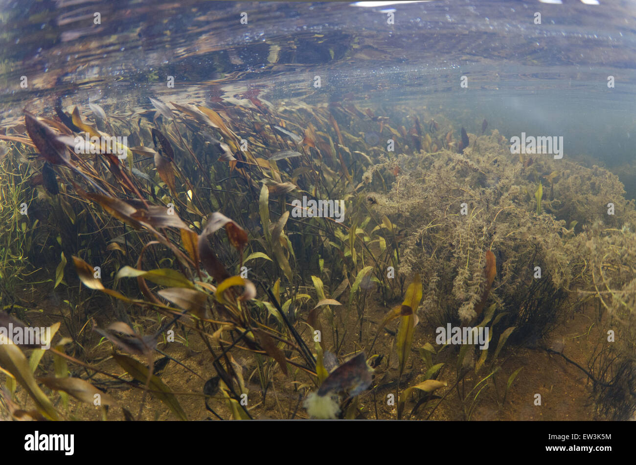 Vista subacquea di piante acquatiche in acqua dolce loch, Lochindorb, Strathspey, Morayshire, Highlands, Scozia, Marzo Foto Stock
