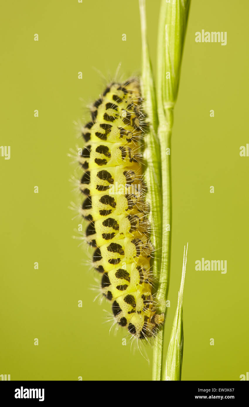 Sei-spot Burnett (Zygaena filipendulae) caterpillar, sul gambo di erba, Leicestershire, Inghilterra, Giugno Foto Stock