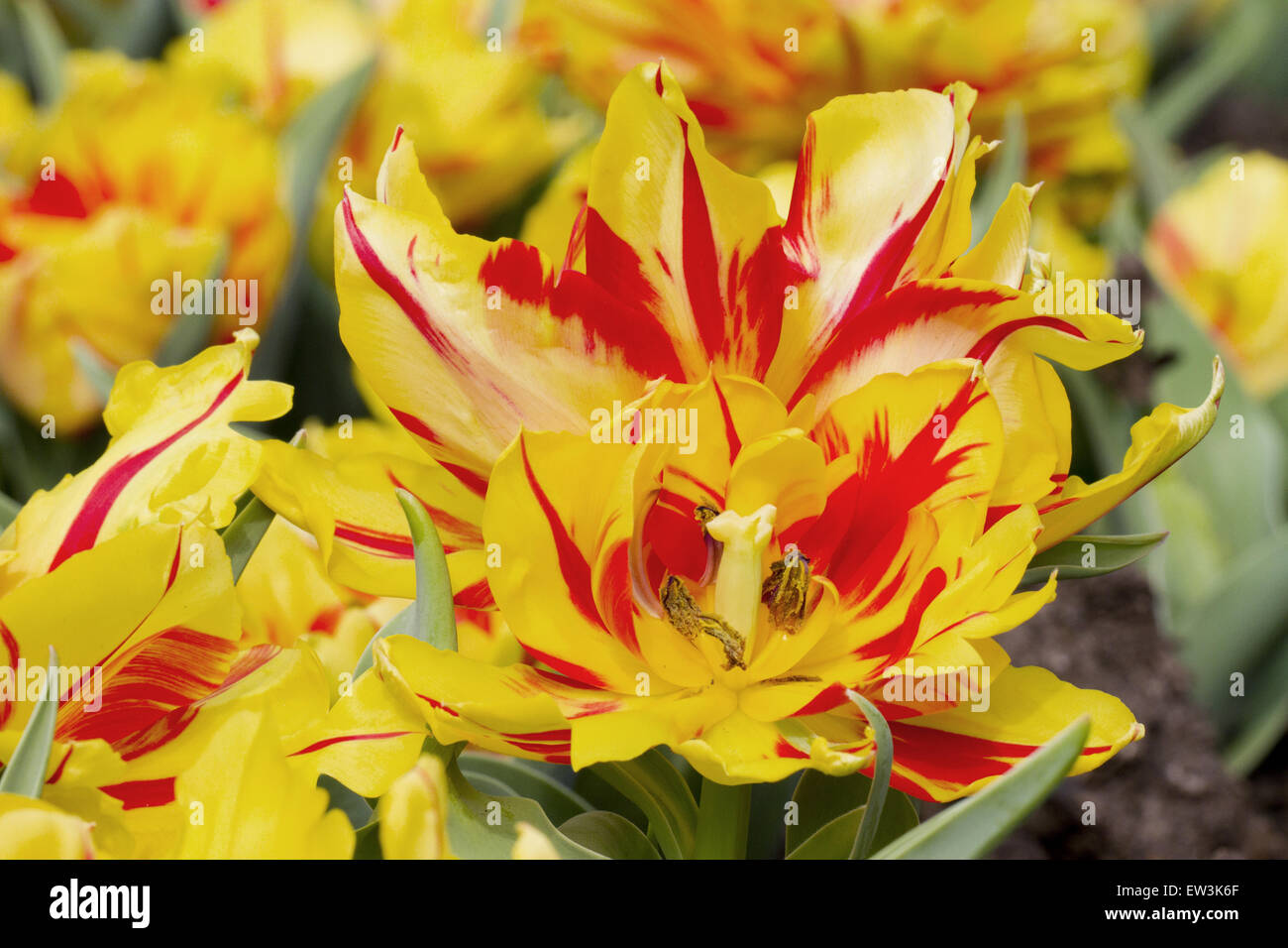 Coltivate Tulip (Tulipa sp.) 'Monsella', close-up di fiori, che cresce in giardino, Cornwall, Inghilterra, Marzo Foto Stock