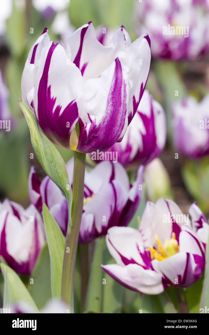 Coltivate Tulip (Tulipa sp.) 'Zurel', close-up di fiori, che cresce in giardino, Cornwall, Inghilterra, Marzo Foto Stock