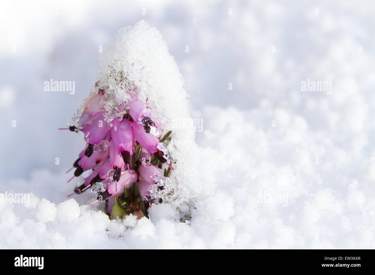 Coltivate Inverno Heath (Erica x darleyensis) fioritura, crescendo attraverso la neve in giardino, POWYS, GALLES, Gennaio Foto Stock