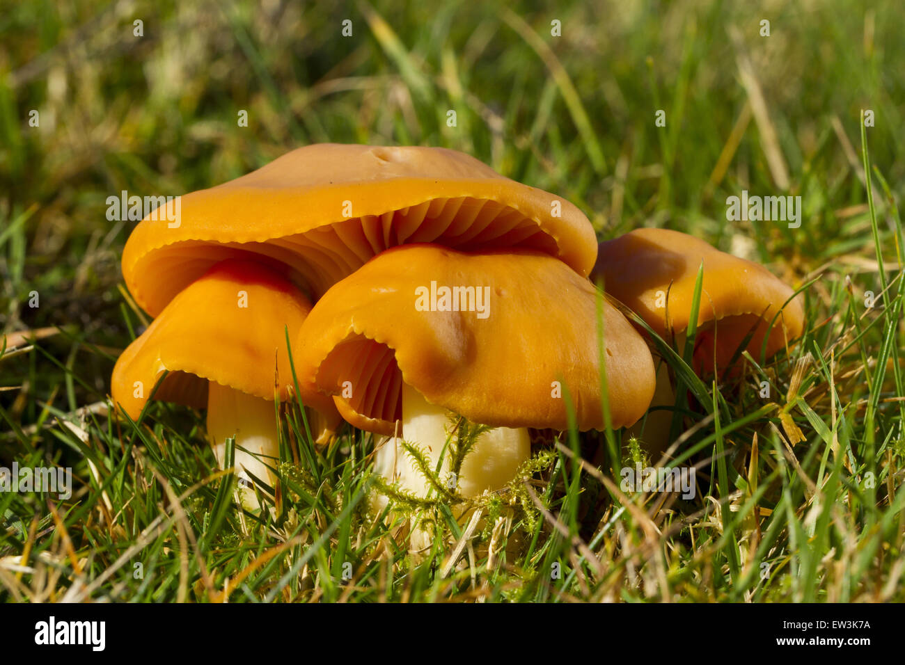 Prato Waxcap (Hygrocybe pratensis) corpi fruttiferi, crescendo nella prateria, POWYS, GALLES, Novembre Foto Stock