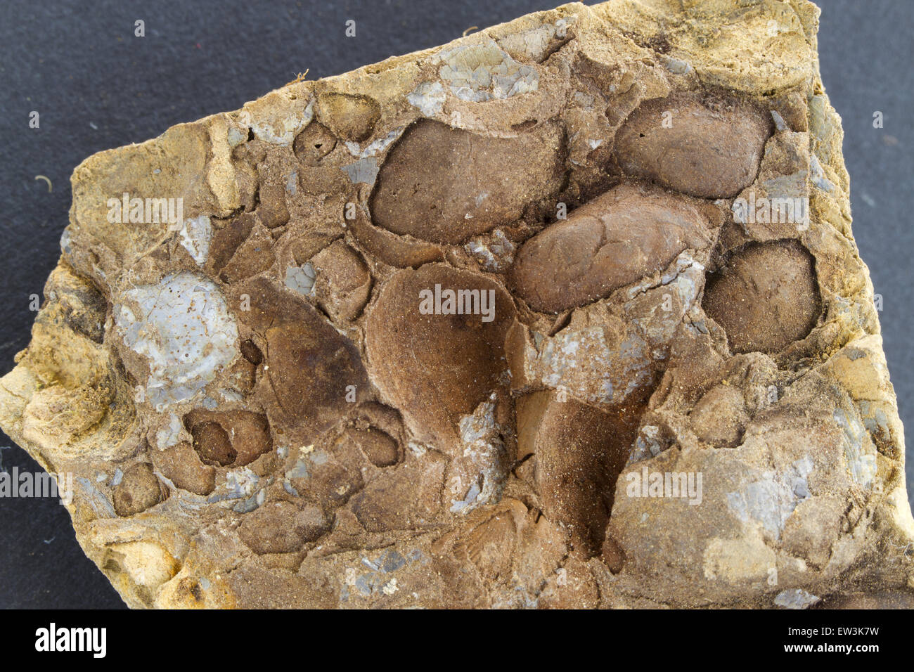 I fossili, accumulo di Middle-Ordovician bivalvi da Llanvirn serie di pozzetti Builth-Llandrindod Inlier (470mya), Camnant orrido, POWYS, GALLES Foto Stock