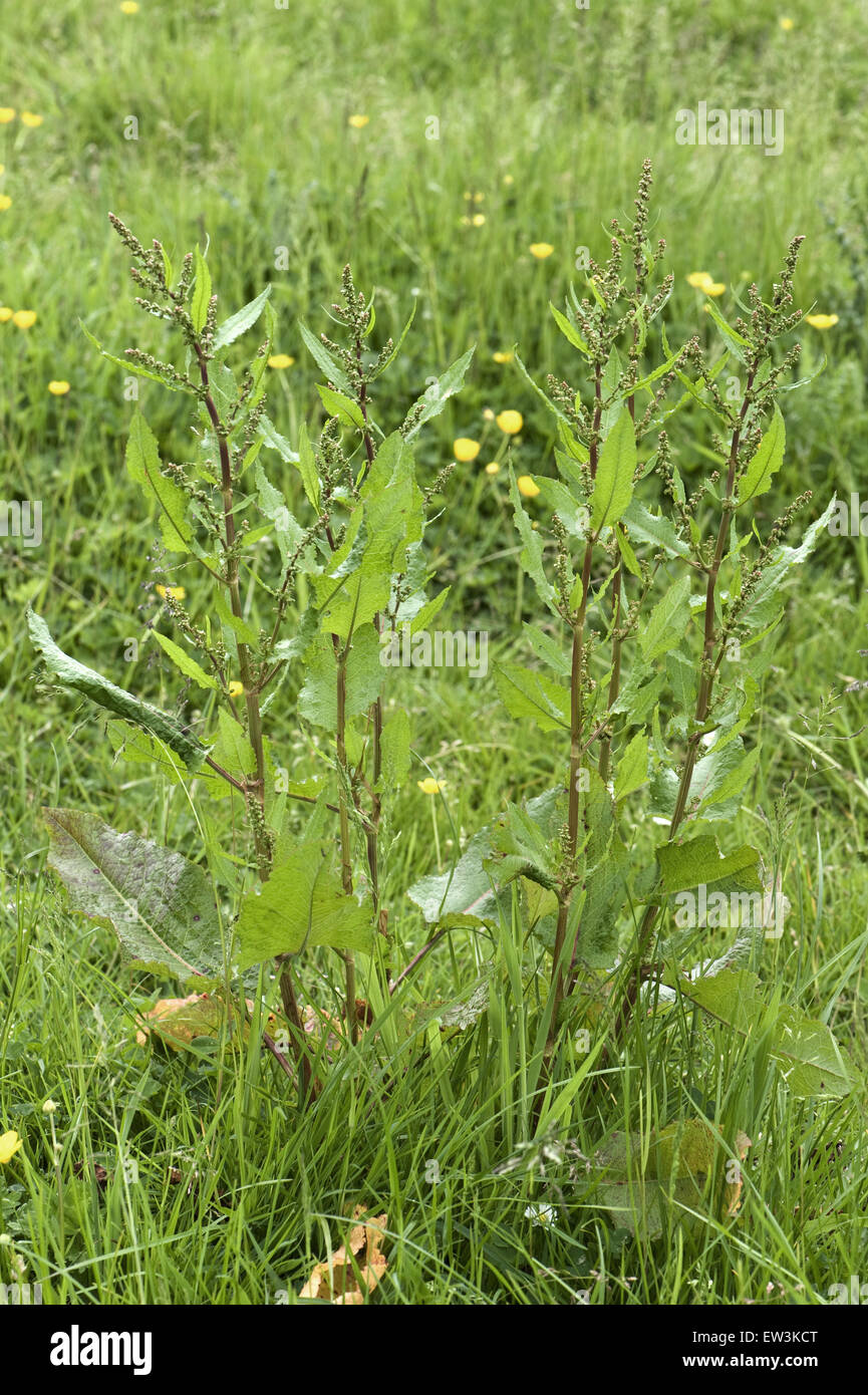 Di latifoglie, Dock Rumex obtusifolius, fioritura in prato pascolo, Berkshire, Inghilterra, Giugno Foto Stock