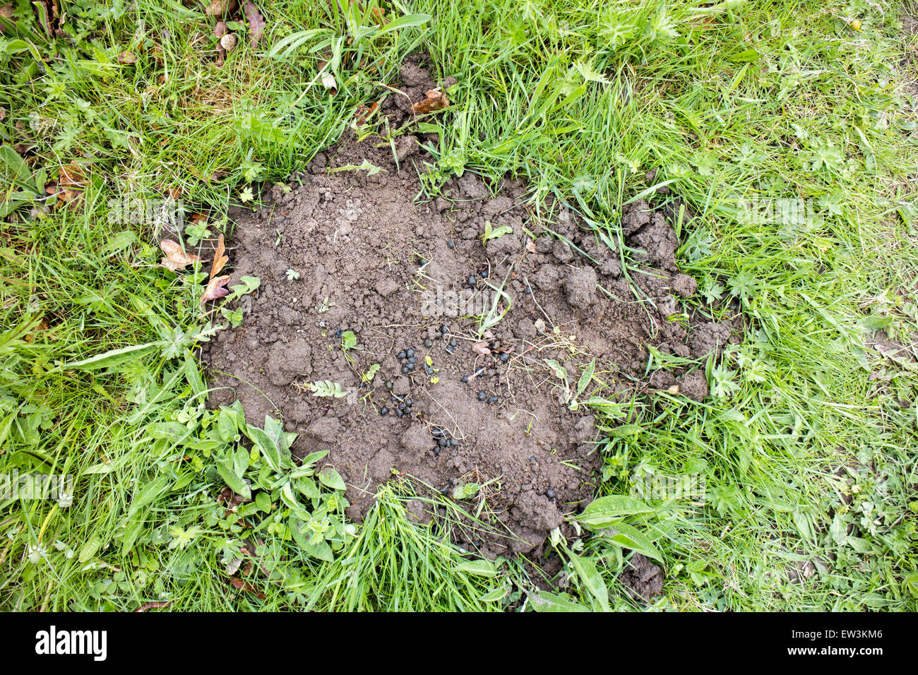 Escrementi di coniglio sulla mole territorio collinare marcatura Foto Stock