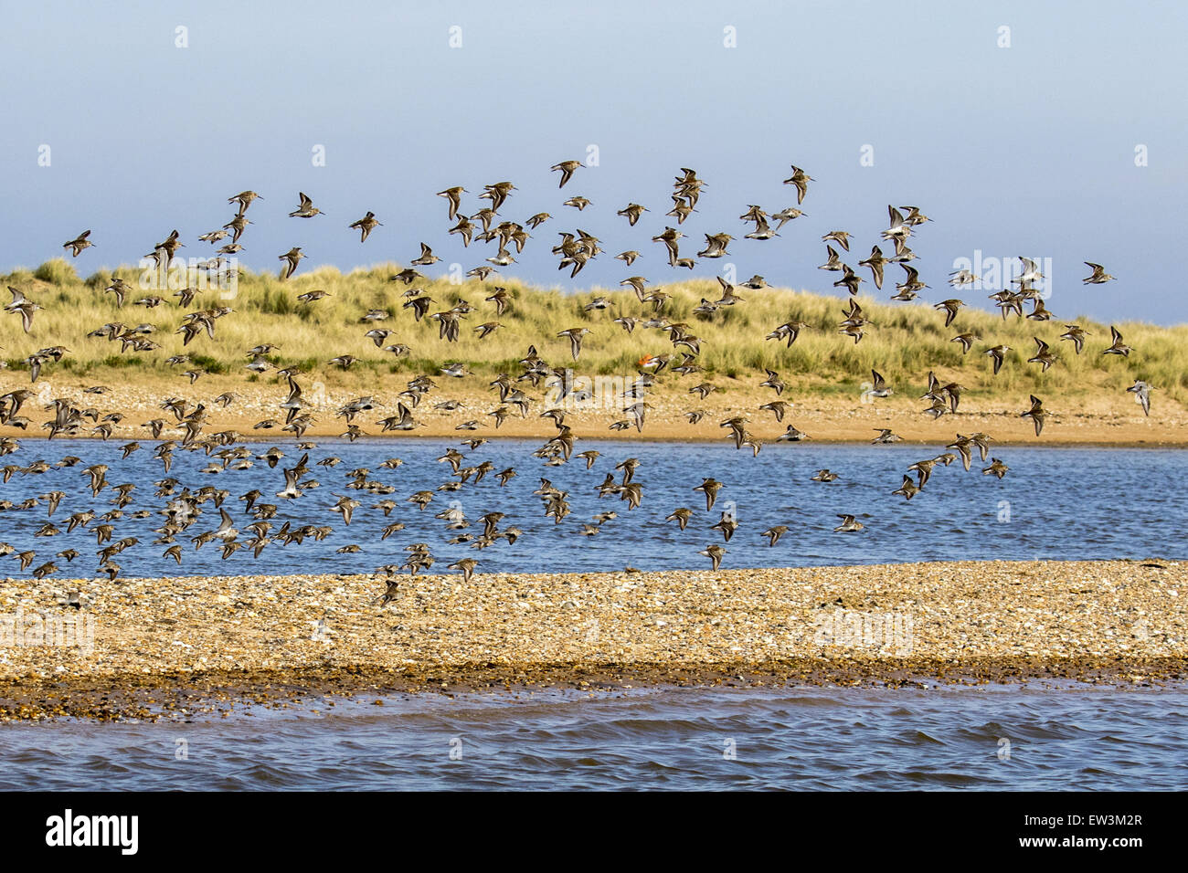 Gregge di Dunlin in volo, venendo in estate sul piumaggio shingle spit a Scolt Head Island, Brancaster Harbour, North Norfolk. Foto Stock