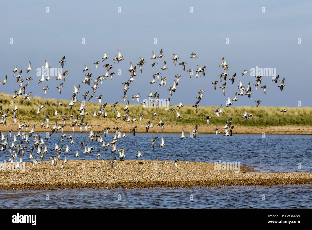 Gregge di Dunlin in volo, venendo in estate sul piumaggio shingle spit a Scolt Head Island, Brancaster Harbour, North Norfolk. Foto Stock