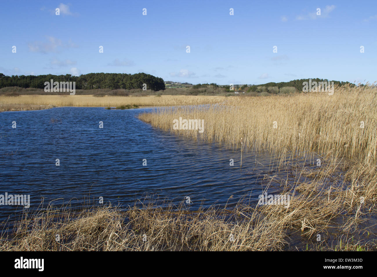 Paludi di acqua dolce e di habitat reedbed, Marazion Marsh RSPB Riserva, Cornwall, Inghilterra, Marzo Foto Stock
