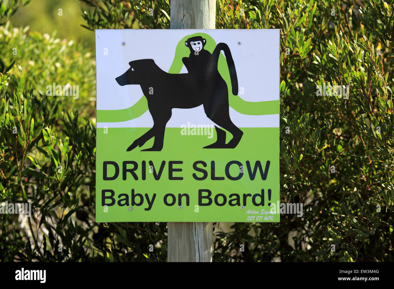 Drive Slow, Baby on Board!" cartello stradale per proteggere Chacma Baboon (Papio ursinus) le mamme con i giovani, Betty's Bay, Western Cape, Sud Africa, Novembre Foto Stock