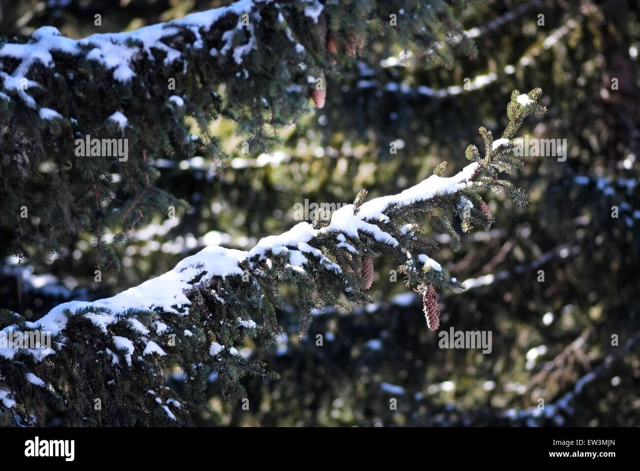 Coperta di neve abete del ramo con coni fir in foresta Foto Stock