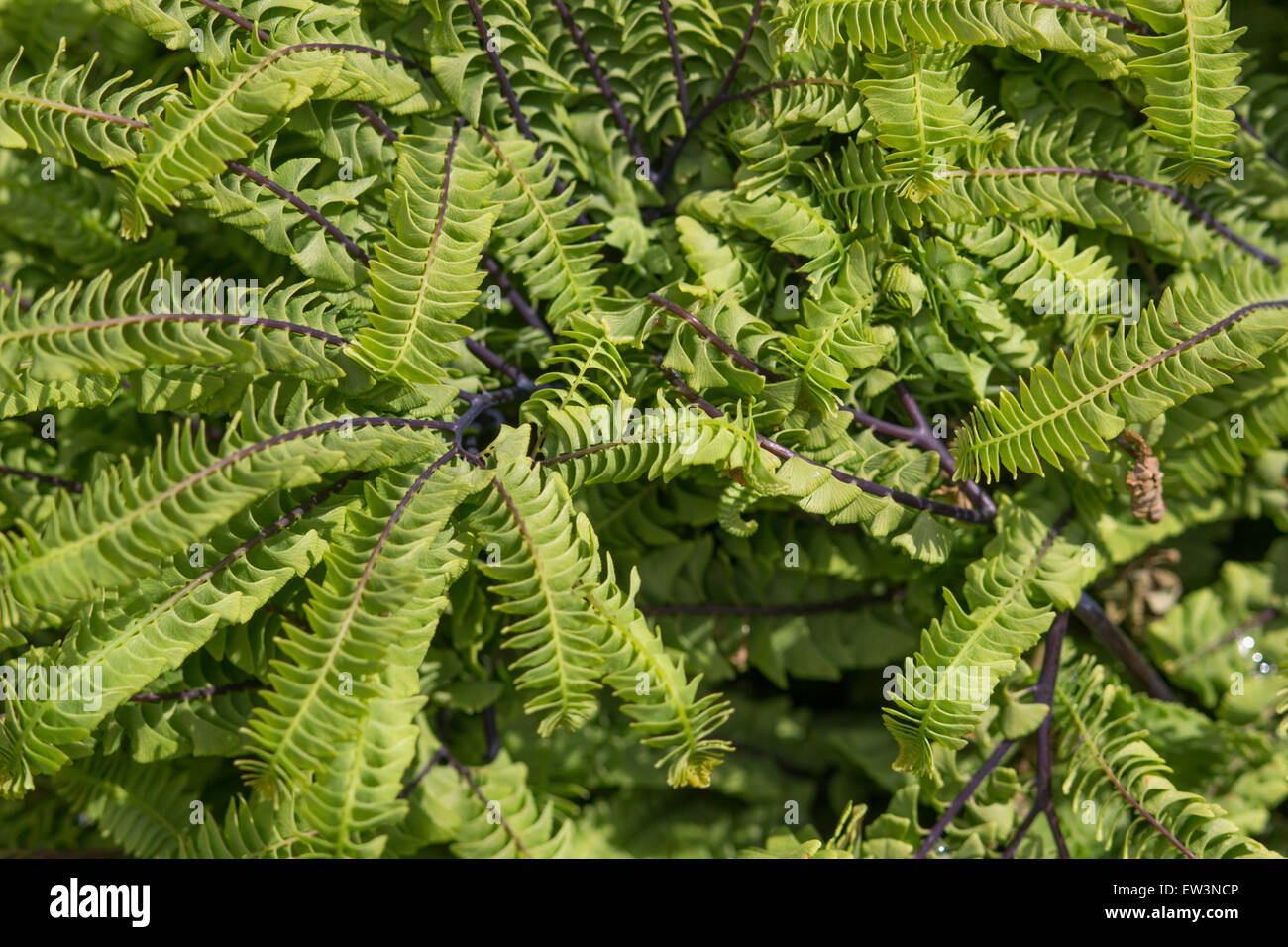 Il fogliame di hardy felce capelvenere, Adiantum aleuticum subpumilum Foto Stock