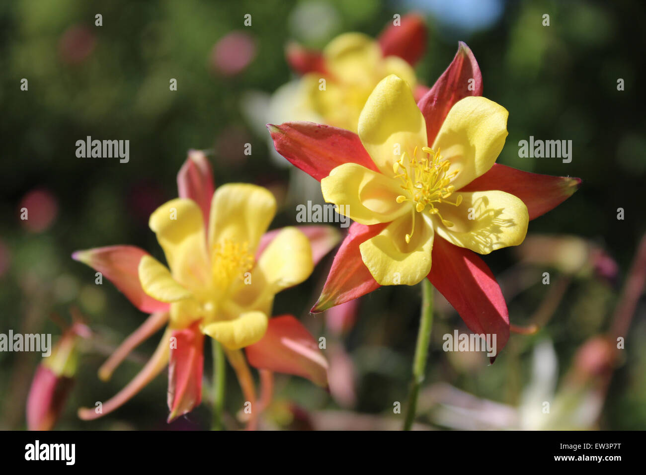 Giallo e arancione scuro aquilegia impianto in motivi di Althorp House, casa del Conte Spencer e Diana Principessa di Galles Foto Stock