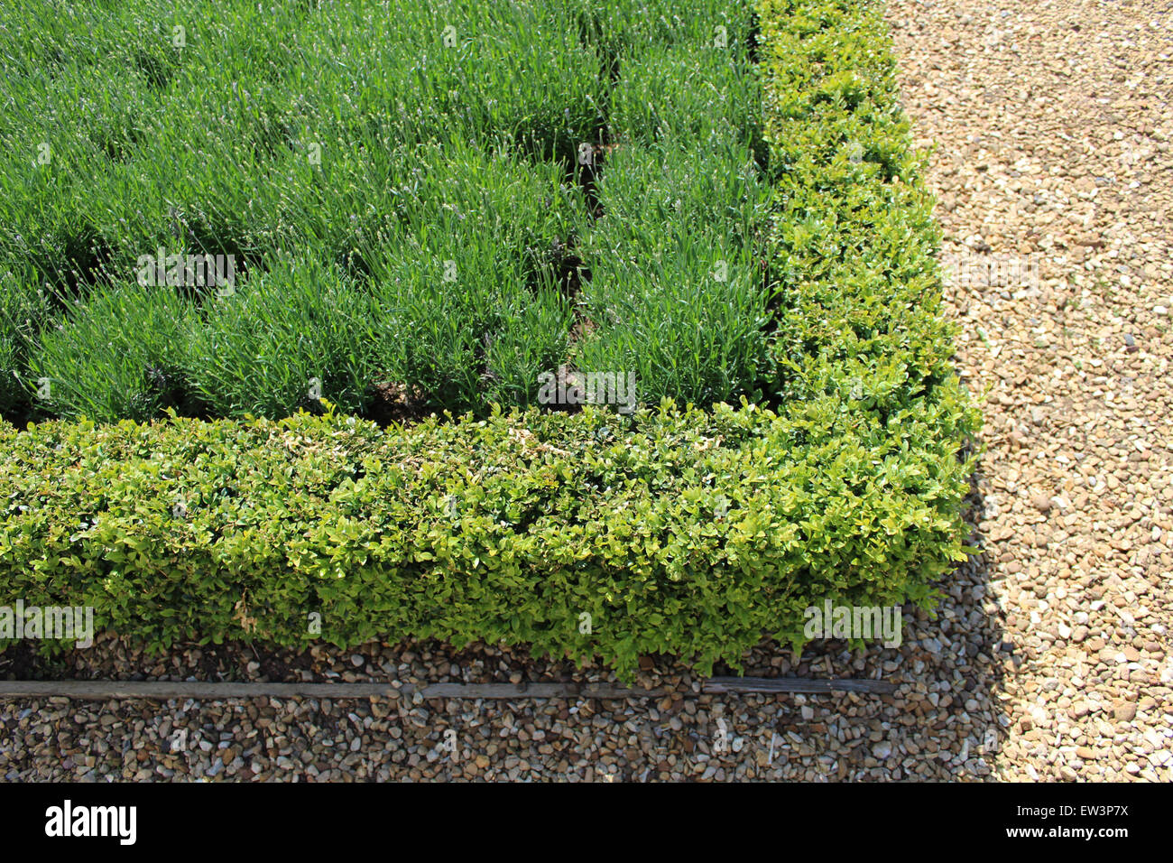 Inglese siepe di bosso, cespugli di lavanda fanno un giardino formale in motivi di Althorp House, Northampton, casa del Conte Spencer Foto Stock