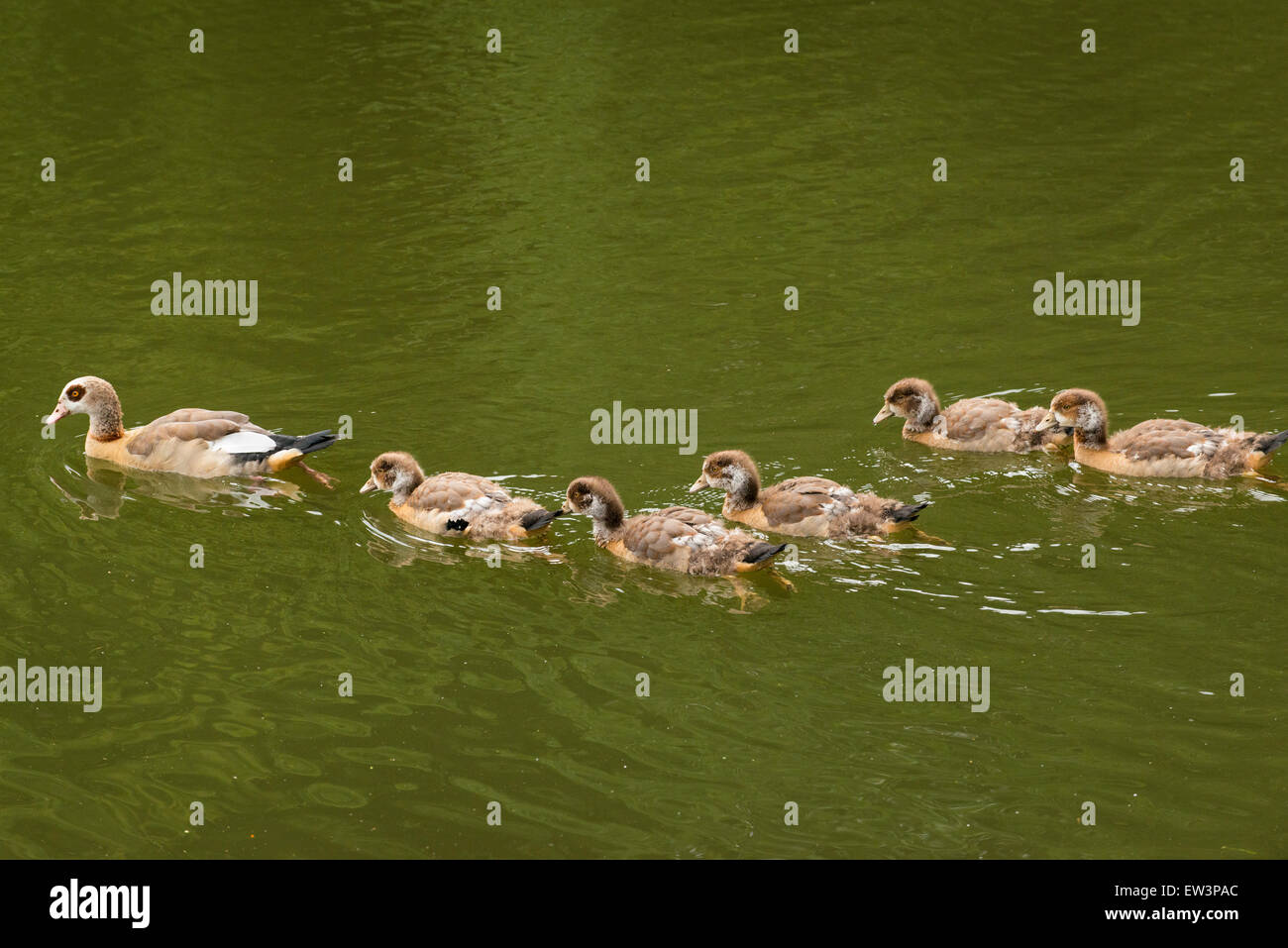 A nord ovest di Londra kenwood house Hampstead Heath fauna selvatica del Parco naturale del bosco di riserva di scena oche oca gosling 5 goslings lago d acqua nuoto di stagno Foto Stock