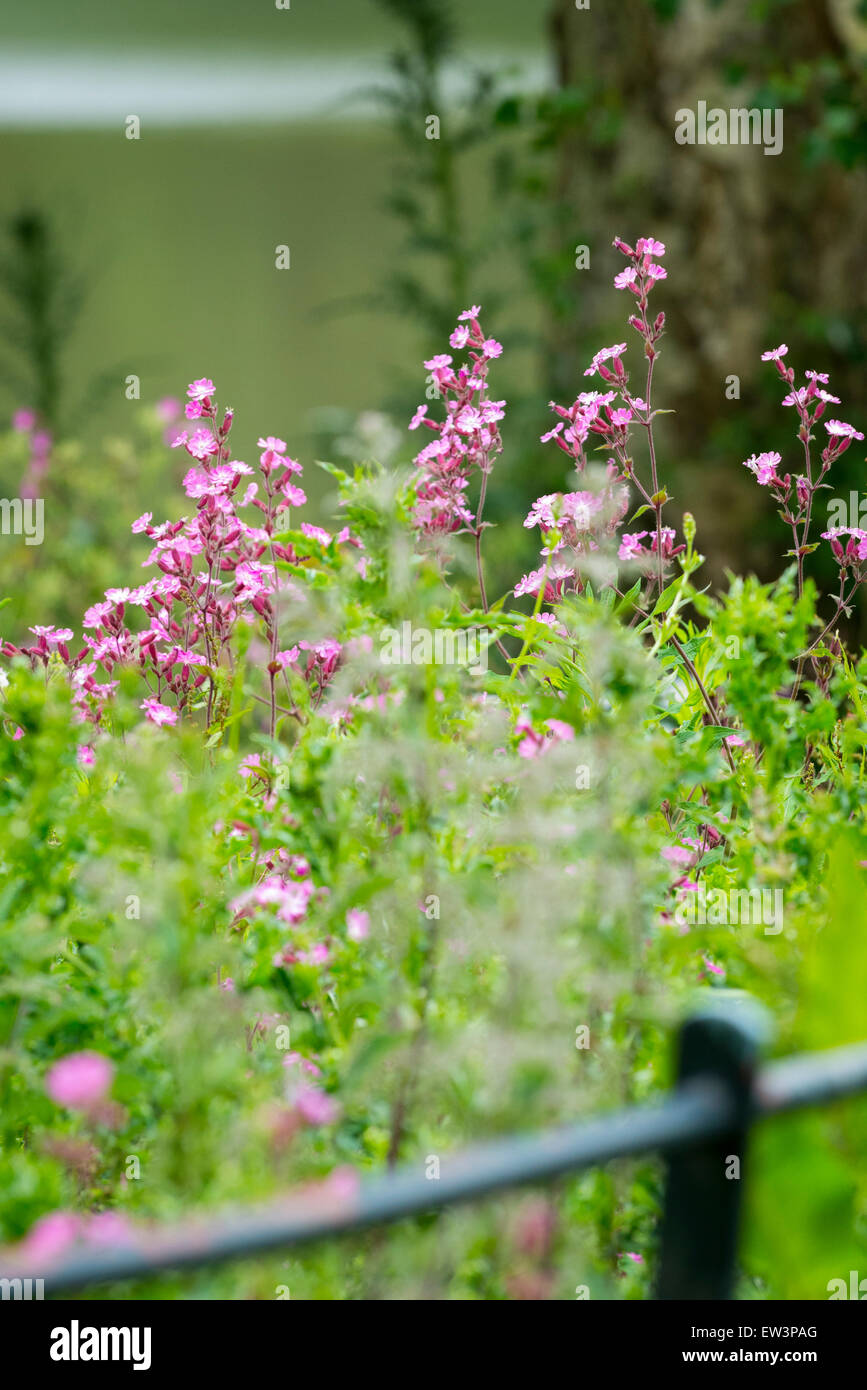A nord ovest di Londra , la fauna selvatica del Parco naturale bosco riserva di scena , rosa selvatica malva fiore fiori fioriture di recinzione metallica Foto Stock