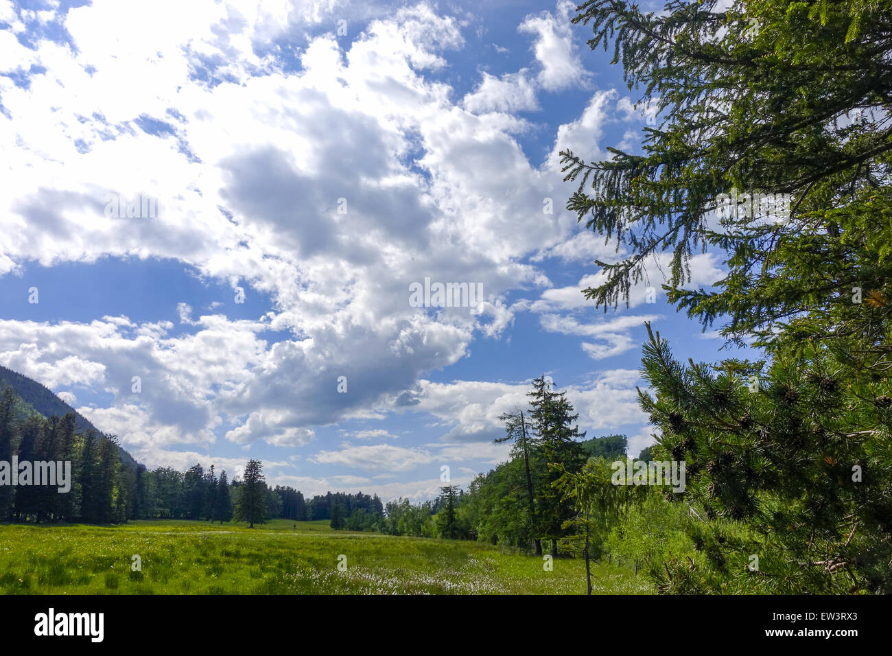 Pascolo alpino, Maumau-Wiese, Losenheim, Schneeberg, Austria Inferiore, Austria Foto Stock