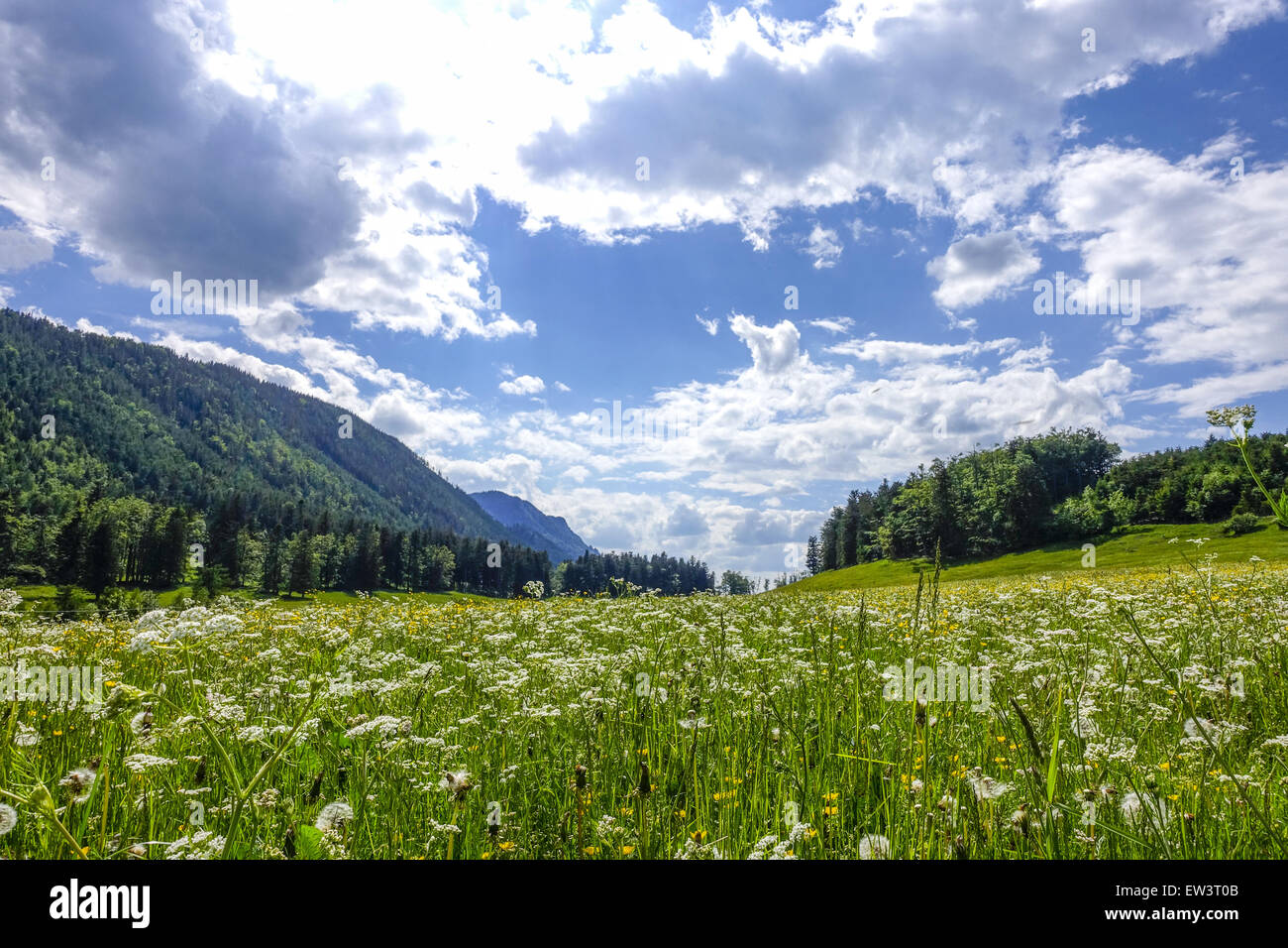 Pascolo alpino, Maumau-Wiese, Losenheim, Schneeberg, Austria Inferiore, Austria Foto Stock