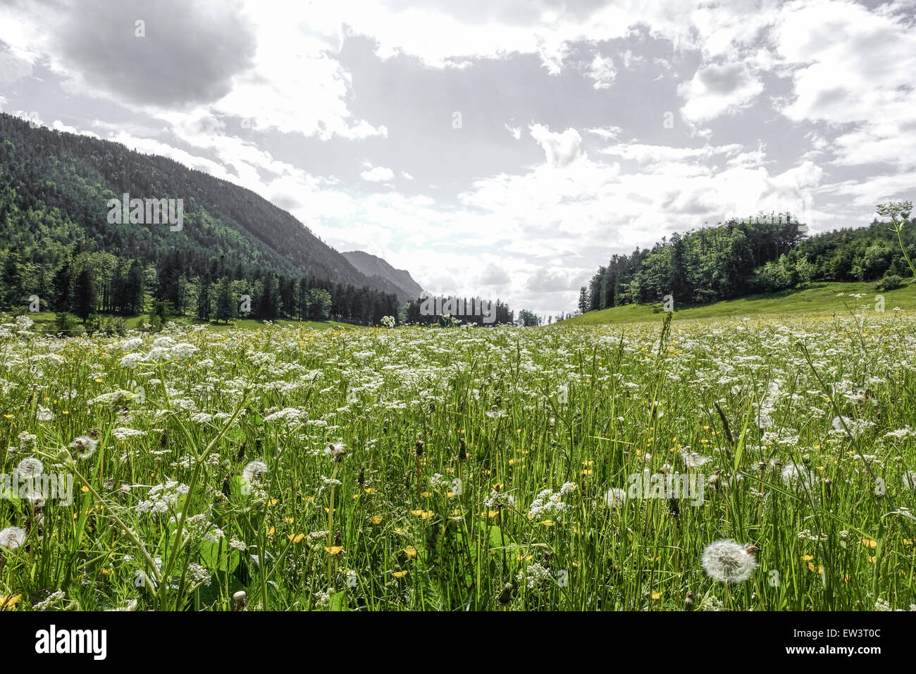 Pascolo alpino, Maumau-Wiese, Losenheim, Schneeberg, Austria Inferiore, Austria Foto Stock