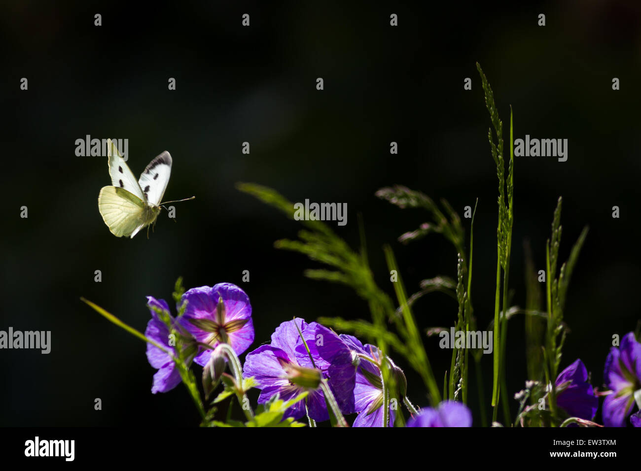 Svolazzanti large white butterfly flying vicino viola gerani ed erbe Foto Stock