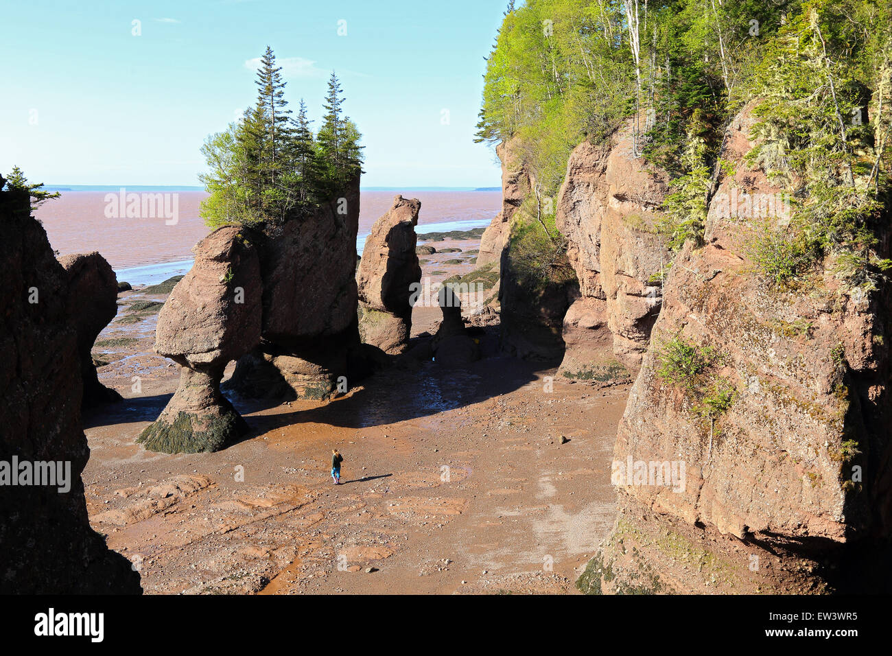 Baia di Fundy, New Brunswick, Canada Hopewell Rocks Beach a bassa marea con i turisti in spiaggia a piedi. Foto Stock