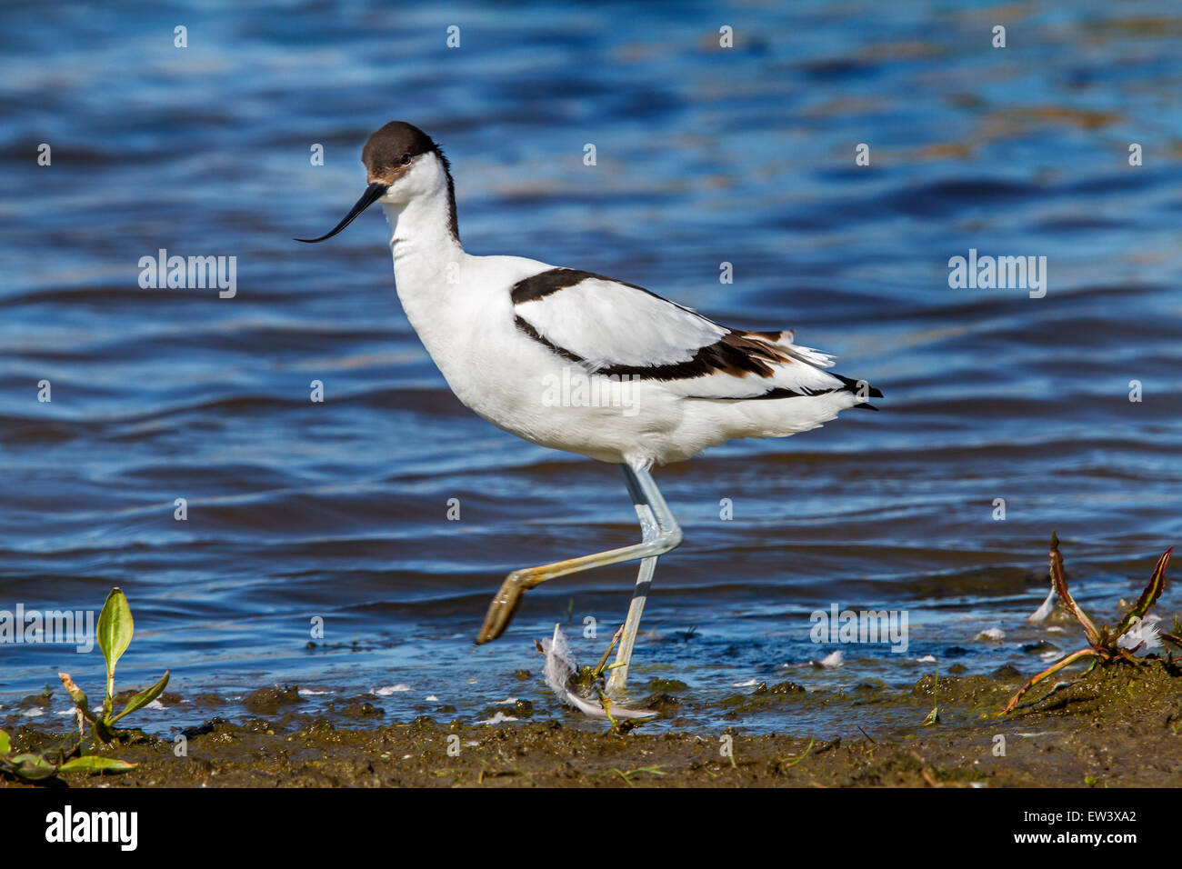 Pied avocet (Recurvirostra avosetta) rovistando in zona umida Foto Stock