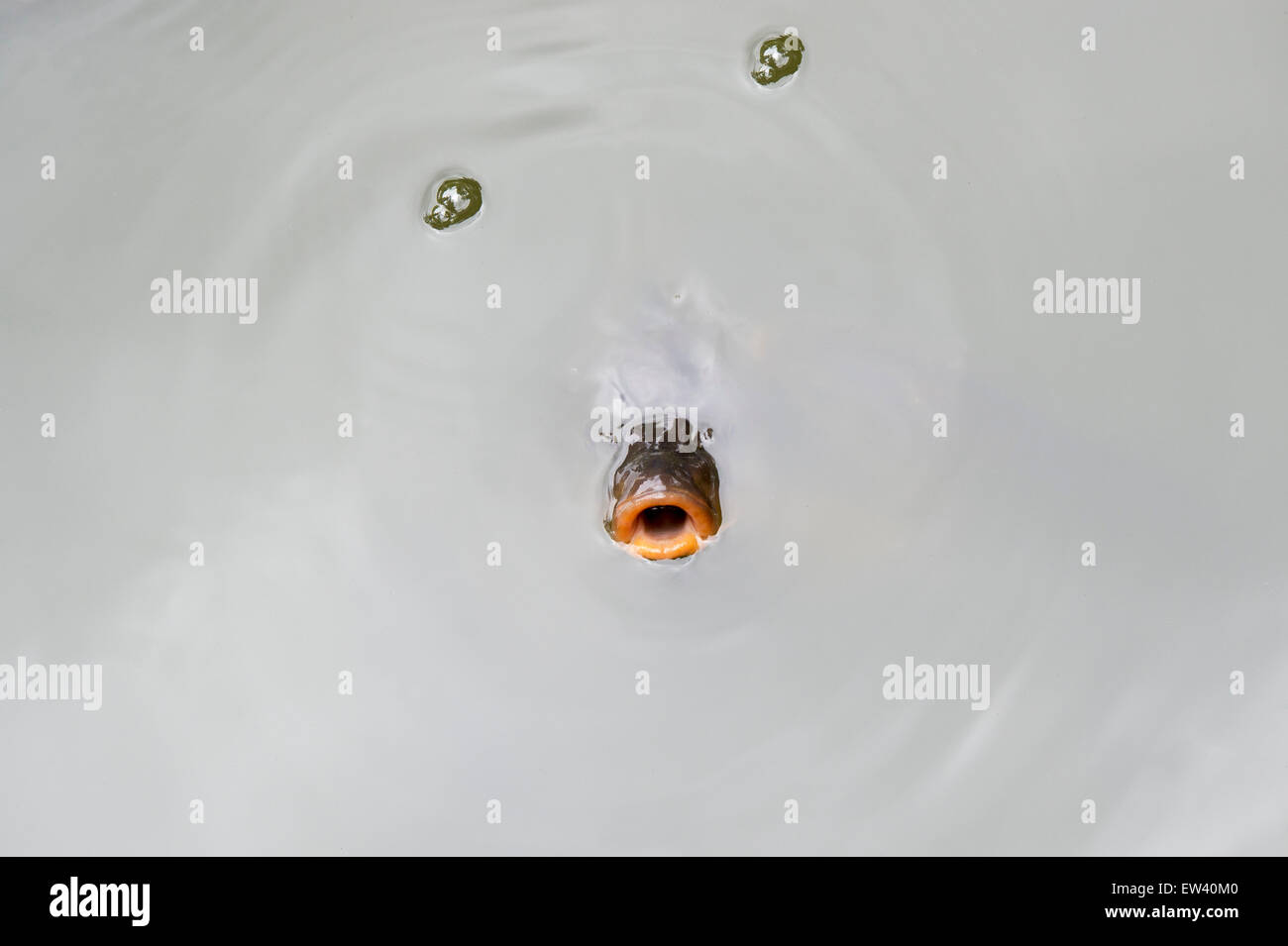 Cyprinus carpio. Carp bocca la rottura della superficie di un lago Foto Stock