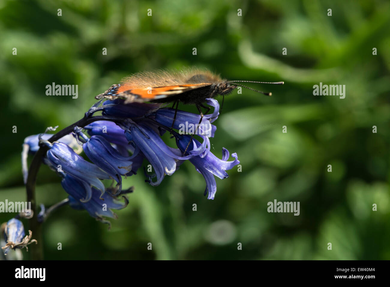 Natura; Tartaruga Butterfly alimentazione su Bluebells Foto Stock