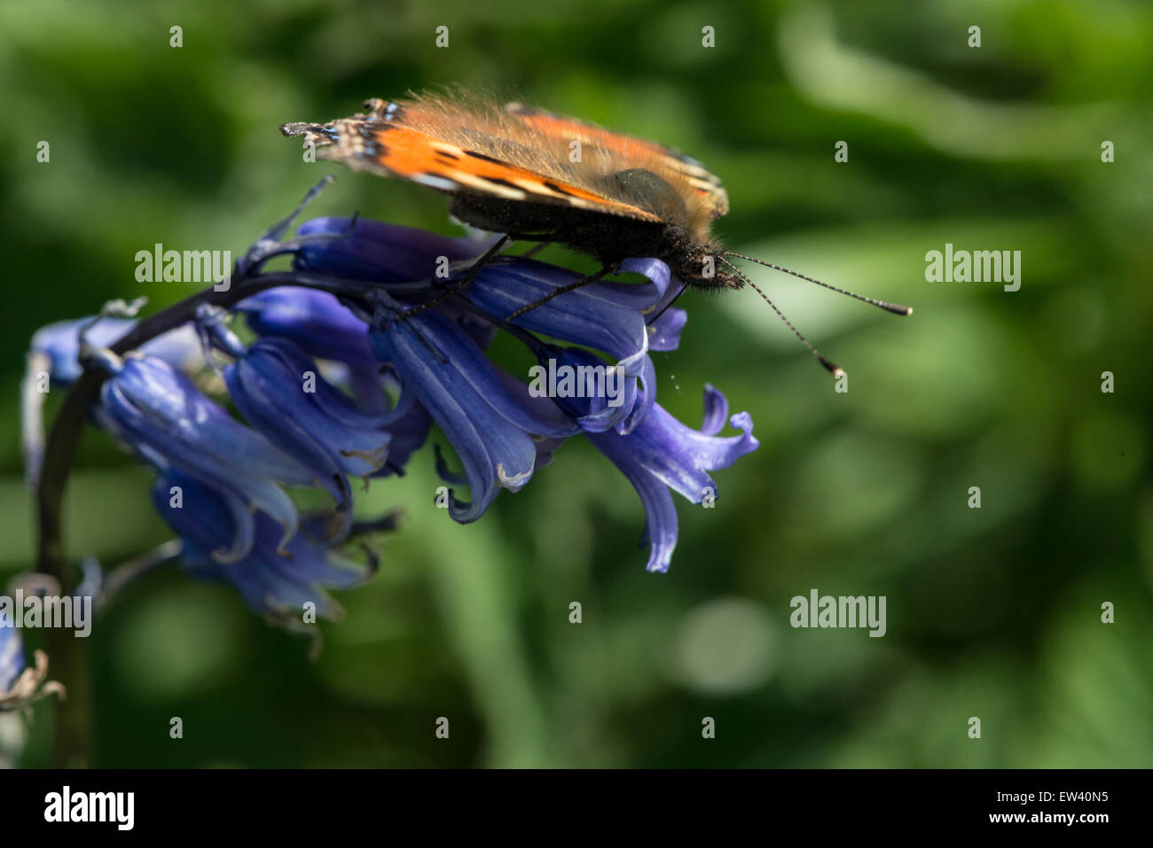 Natura; Tartaruga Butterfly alimentazione su Bluebells Foto Stock